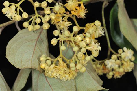 闊葉獼猴桃|闊葉獼猴桃 (Actinidia latifolia) 愛自然